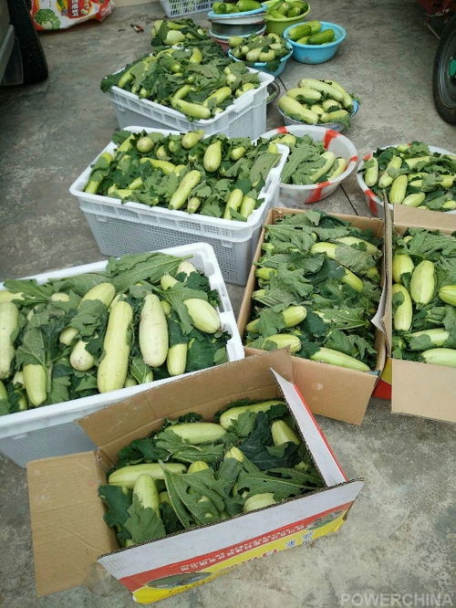 洪雅農旅康養項目喜迎首季大豐收，生態農園產業園奏響鄉村振興新樂章